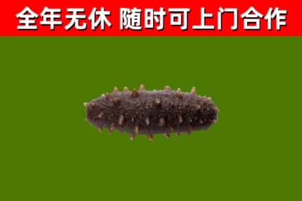 开阳县烟酒回收干海参.jpg